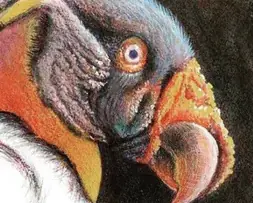 Colorful Vulture Drawing – King Vulture Art Illustration